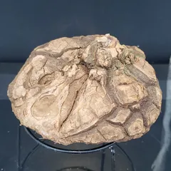 ユ*カ様 メキシコ亀甲竜（9Aラベル） 塊根植物 珍奇植物 ディオス