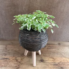 アロマティカス斑入り 鉢カバー脚付き 現品 Plectranthus amboinicus シソ科 プレクトランサス属 アロマ ハーブ 観葉植物 観葉 植物 虫よけ ゴキブリよけ グリーン