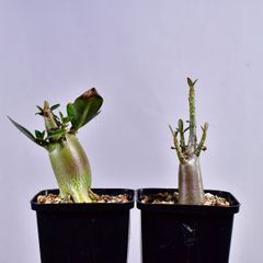 3R4 実生 アデニウム ソマレンセ/エイリアン コーデックス 塊根植物 2.5号鉢 アデニウム ソマレンセ/エイリアン