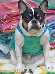 eLLa_selectshop dot wool boa cape (ivory) - メルカリ