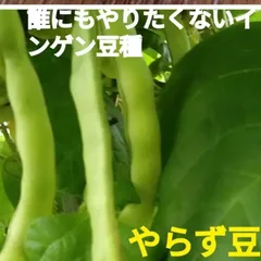 2025年最新】いんげん豆の人気アイテム - メルカリ