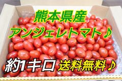 熊本産ミニトマト　アンジェレトマト　箱込約1キロ　収穫仕立て♪