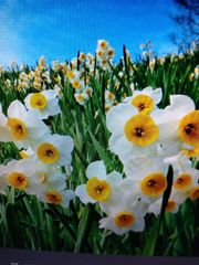 ニホン水仙の大きい球根 （20個、植え時10〜12月 ）