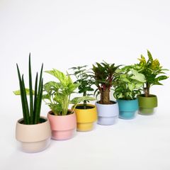 キュートビビスモーキー6個セット【オススメの観葉植物でお届け】