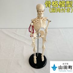 人体骨格模型(筋肉付き)　マキト－コンフォート・スケルトム 【ymk-011】