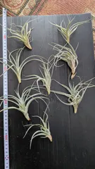 2025年最新】レクルビフォリアの人気アイテム - メルカリ