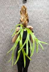 特大ビカクシダ　ウィリンキーwild“east java\