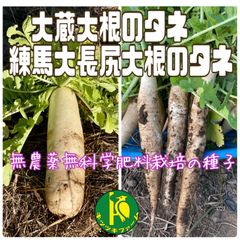 大蔵大根のタネと練馬大長尻大根のタネ　各40粒　無農薬無科学肥料栽培の種子