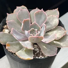 2025年最新】シャビアナ 多肉植物の人気アイテム - メルカリ