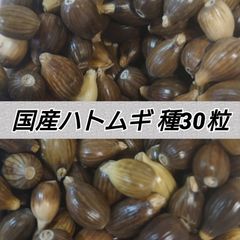 国産ハトムギ 種50粒以上【固定種】shop .