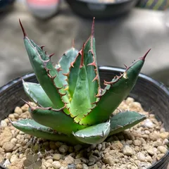 2023年最新】アガベ ホリダ（agave horrida ）の人気アイテム - メルカリ