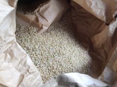 天日干し　生きものいっぱいで地球に優しい朝日米10キロ玄米（箱重量込） 令和6年　岡山産