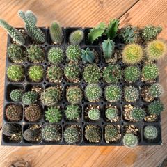 【専用出品】サボテン　ミニサボテン　抜き苗　おまかせ　100個　2セット 多肉植物 サボテン(ミニ)抜き苗 100個｜Yahoo!フリマ（旧PayPay