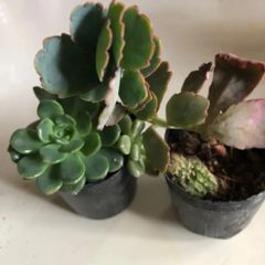 多肉植物　寄せ植え