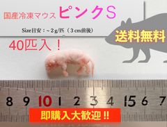 【送料無料】国産冷凍ピンクマウスS40匹入@即購入OK！北海道・沖縄の方も送料無料です！