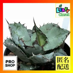観葉植物　アガベ チタノタ ブラックアンドブルー 3.5号硬質ロング(黒)(個体おまかせ1鉢)　インテリアグリーン 室内園芸 オシャレ カワイイ 可愛い(505381)のサムネイル