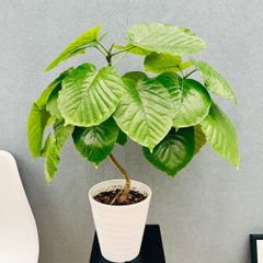 在庫］ビッグサイズ！！ アカシア フロリバンダ 8号 観葉植物