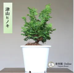 2023年最新】津山檜盆栽の人気アイテム - メルカリ