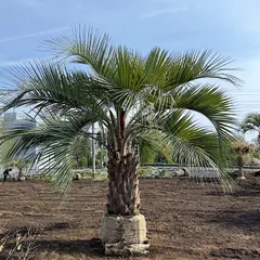 ココスヤシ　抜き苗　引き取り限定　福岡県 楽天市場】高品質 ココスヤシ 苗 ポットタイプ 10.5〜12cmポット