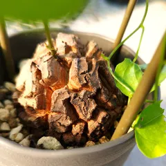 亀甲牡丹 実生 鉢植えメルカリ便送料込み 2025年最新】サボテン ゴジラの人気アイテム - メルカリ