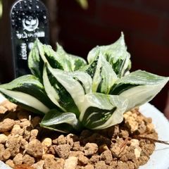 変異種&希少株、専用ページ