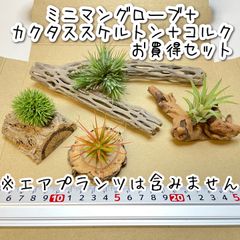 カクタススケルトン・スケルトンウッド・サボテンの骨・チョーヤ