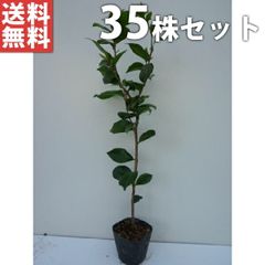 ブルーベリー苗オニール3.5号ポット42本セット - メルカリ