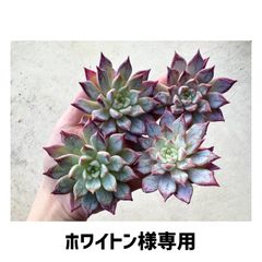 ✨お客様専用出品✨