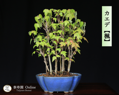 カエデ【楓】寄せ植え 小品盆栽【泰寿園Online】雑木盆栽 紅葉盆栽 ミニ盆栽 盆栽鉢 初心者 室内 鑑賞 趣味 卓上盆栽 グリーン 和 ギフト プレゼント 贈答品 ギフト用盆栽 誕生日 母の日 父の日 敬老の日 記念日 お祝い 2