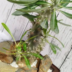 【粋なインテリアプランツ】盆栽鉢　岩仕立て　パキポディウム・デンシフローラム　Pachypodium densiflorum　シバの女王の玉櫛（たまくし、たまぐし）