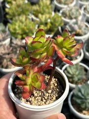 2025年最新】多肉植物天狗の舞の人気アイテム - メルカリ