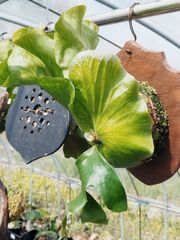 【美株】ビカクシダ ステマリア Platycerium stemaria コウモリラン ビカクシダ原種  シダ植物 着生植物