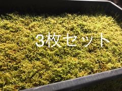 ハイゴケ 1パック 天然苔 - メルカリ