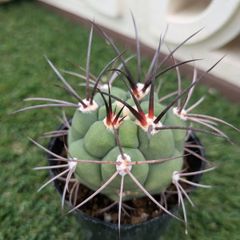サボテン　ギムノカリキウム属　新天地