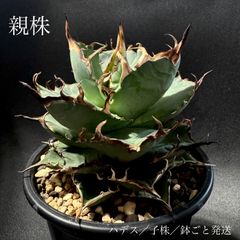 アガベ ハデス 子株 鉢ごと発送 送料込 - メルカリ