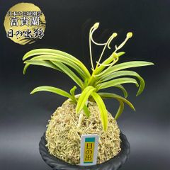 富貴蘭 風蘭 蘭 日の出錦 ヒノデニシキ 4本立 【現品】 2875-a フウキラン フウラン 送料無料