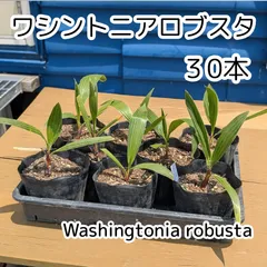 2025年最新】ワシントニアの人気アイテム - メルカリ