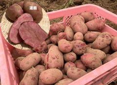 激安 A級品 産地直送 長崎県産 新じゃがいも 赤 ドラゴンレッド 5kg