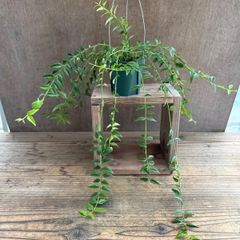 ★ホヤ ベラ ② Hoya lanceolata ssp. bella サクララン 桜蘭 セブンスター 観葉植物 観葉 植物 珍奇植物 珍奇 珍しい レア 希少 つる性植物 つる性 吊るす 吊り下げ ハンギング インテリア プレゼント グリーン アートプランツ