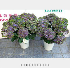 紫陽花　マジカルチョコレート　５号鉢　ハイドランジア　アンティークアジサイ