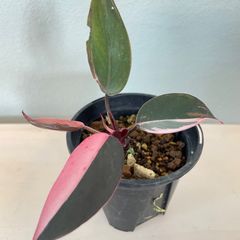 【美斑入】　フィロデンドロン　ピンクプリンセス　philodendron pinkprincess