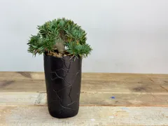 2025年最新】綴化 グラキリスの人気アイテム - メルカリ