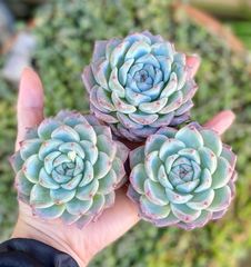 ピンクモンロー　大株　韓国苗　エケベリア　多肉植物