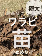 2025年最新】ワラビ 苗の人気アイテム - メルカリ