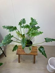 クッカバラ　6寸　人気　エキゾチック　フィロデンドロン　屋内　リビング　インテリア　グリーン　オシャレ　ガーデニング　観葉植物