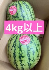 採れたて！！ピノガール　2個　小玉スイカ　すいか　西瓜