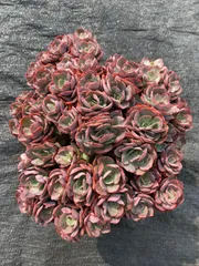 おまとめ！　39SALE！多肉植物^o^   スヨン スヨン 多肉植物 多肉植物 kanomarihome 通販 13103739｜Creema