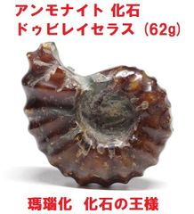 アンモナイト  ドゥビレイセラス  (62g)  化石  瑪瑙化  化石の王様