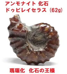 2024年最新】マダガスカルアンモライトの人気アイテム - メルカリ
