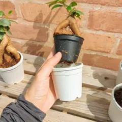 観葉植物 インテリア ガジュマル (カジュマルの木) ミニ　プラ鉢植え 白い鉢 2.5号鉢(直径7.5cm) 常緑樹 がじゅまる 我樹丸 多幸の樹 ビオトープ お祝い 敬老の日【Ｎ】のサムネイル